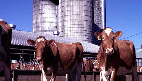 dairy